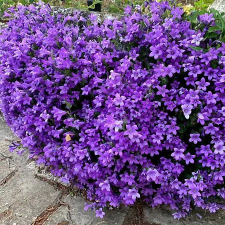 别墅 Panorama Pool 巴拉顿菲赖德