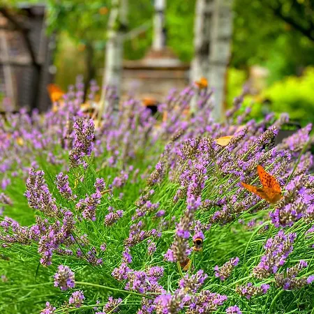 فيلة Panorama Pool بالاتونفوريد