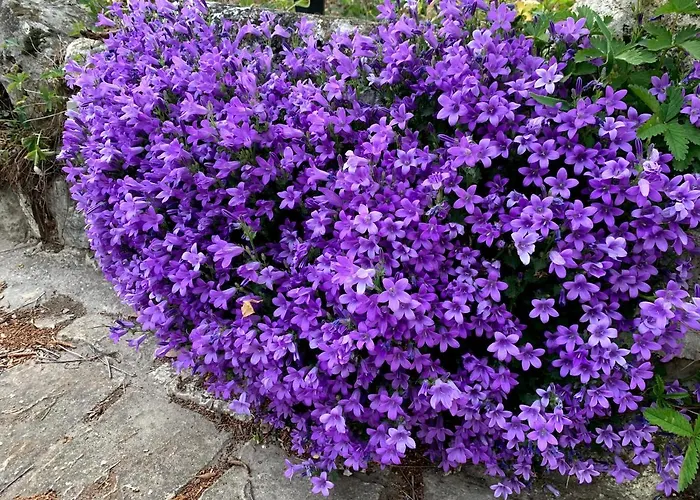 فيلة Panorama Pool بالاتونفوريد