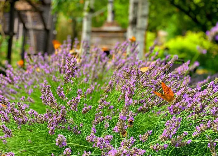 فيلة Panorama Pool بالاتونفوريد